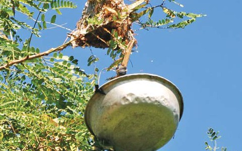 Săn... kiến