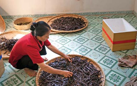 Thế giới tinh tế của vani