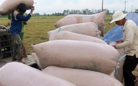 Nhà nông cực nhọc, lợi nhuận lại thấp