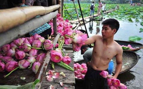 Tây Hồ và những mùa sen âu lo