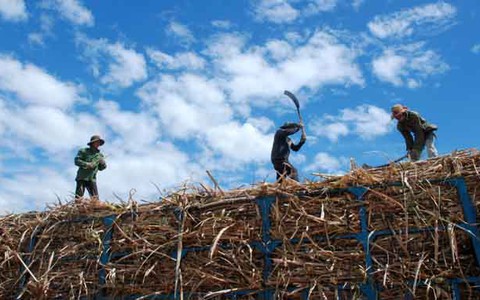 Cây mía hết thời ngọt ngào?