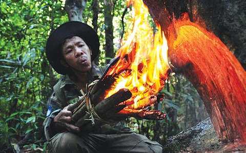 Lấy nhựa dầu rái