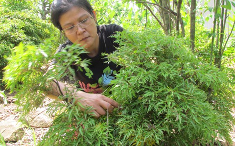 ​Làm nhang từ lá cỏ vườn nhà