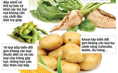 Nga phát triển khoa học kiểm tra an toàn GMO