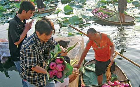 Giọt mưa còn trên lá sen