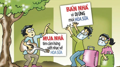 Mua nhà vì hoa sữa, bán nhà cũng tại hoa sữa
