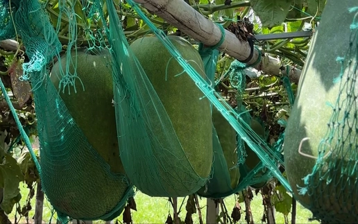 This village in south-central Vietnam grows 60kg winter melons
