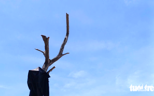 Da Nang orders contractor to replace dead trees along new riverside project