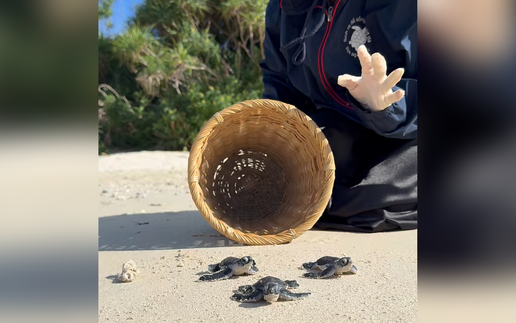 The sea turtle guardians of Vietnam’s Con Dao Island