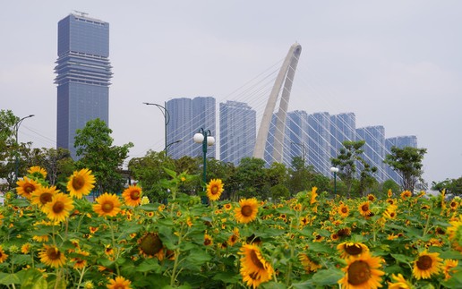 In photos: Ho Chi Minh City blooms with new year decorations