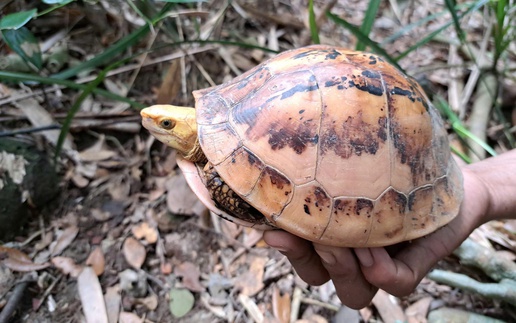 Vietnam records rare, critically endangered turtles in Annamite forest