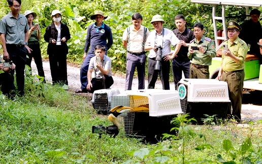 Caves made Vietnam's Phong Nha-Ke Bang famous. Now, its birds could be the next big draw.