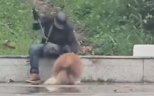 ‘I was wrong’: man admits hitting Alaska dog