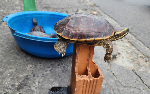 In Vietnam, illegal wildlife pet trade thrives online, on streets despite legal risks