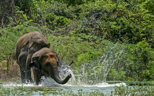 India's elephant warning system tackles deadly conflict