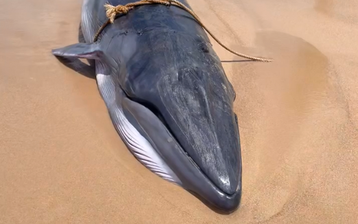 Beached whale dies off south-central Vietnam coast
