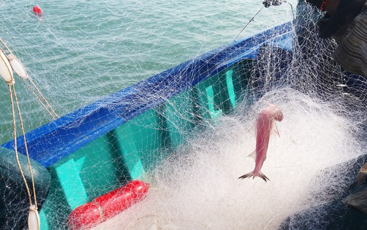 Vietnam’s elusive Bombay duck: A risky but rewarding catch in Ca Mau waters