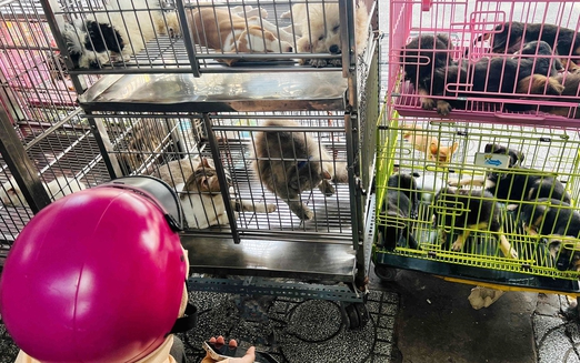 In Vietnam, lost pets lead to desperation—and exploitation