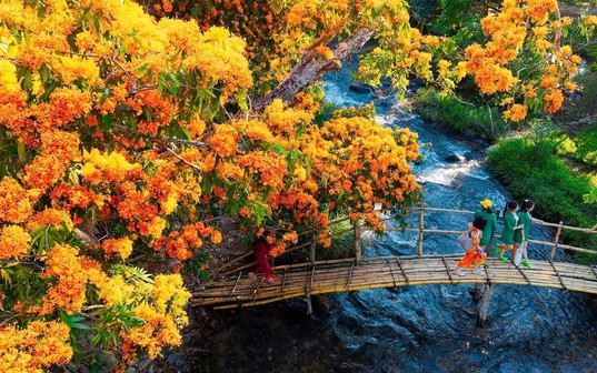 Mùa hoa rì rừng vàng rực đại ngàn phía tây Đà Nẵng