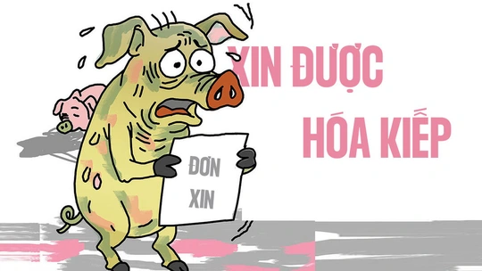 Chú heo bệnh vẫn 'cống hiến' hết mình cho nền ẩm thực