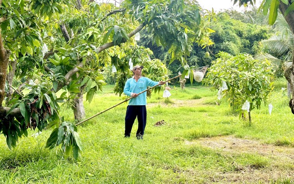 Độc đáo những vườn xoài trên núi ở Hòn Đất (An Giang)