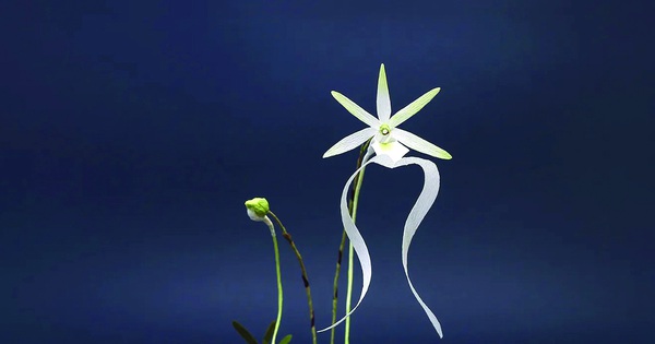 Alushtadagi telefondan songgi porno fotosuratlar Ust-Kachkada jinsiy aloqa