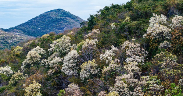 Ghé núi Minh Đạm (Bà Rịa - Vũng Tàu) ngắm rừng cẩm liên thay lá