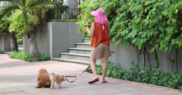 Vietnamese man dies of rabies 1.5 months after untreated stray dog bite