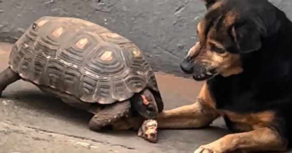 Chú chó bất lực khi bị rùa cướp mất cục xương