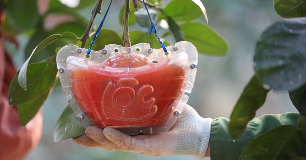 View - Vietnam farmers harvest red pomelos ahead of Lunar New Year as demand for auspicious fruit rises