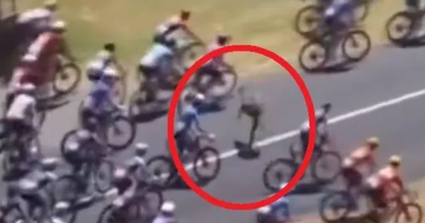 Kangaroo lao vào đoàn đua gây náo loạn ở Tour Down Under 2026