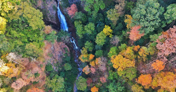 View - Seasonal leaf change turns Mang Den Pass forest in central Vietnam into brief natural draw