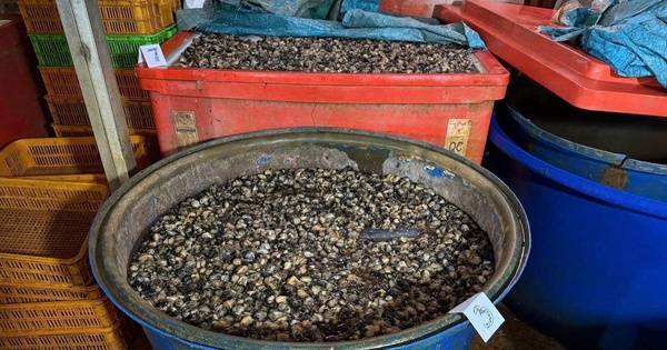 Ho Chi Minh City police bust operation soaking 3,000 tonnes of snail meat in chemicals