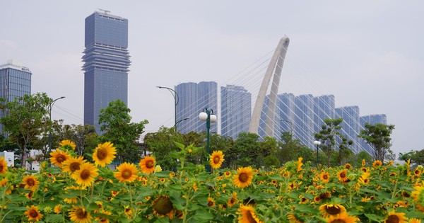 Gallery - In photos: Ho Chi Minh City blooms with new year decorations