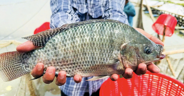 US, Brazil boost imports of Vietnamese tilapia in 2025