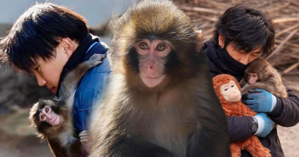 Chú khỉ 'mồ côi' và vòng tay ấm áp của hai 'người mẹ' bất đắc dĩ