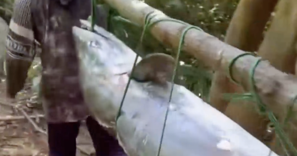 Amateur angler hooks 63kg mackerel in Da Nang