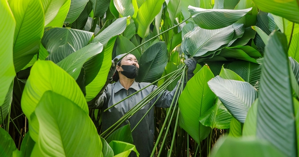View - In Hanoi’s Trang Cat Village, ‘dong’ leaf harvest marks start of Tet season