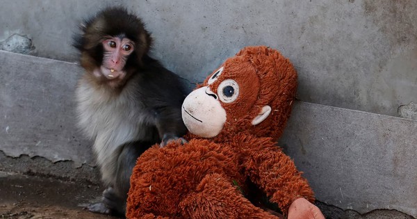 Gallery - Punch the Japanese snow monkey captures hearts while kin face culls