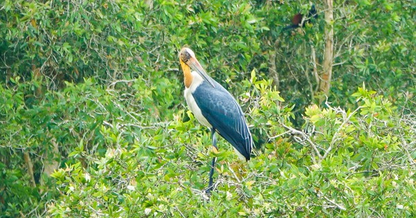 Gallery - Vietnam’s U Minh Thuong forest regenerates decades after 2002 fire