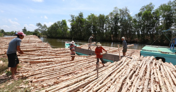 Gallery - Busy melaleuca trading season unfolds in Vietnam’s U Minh amid quiet change