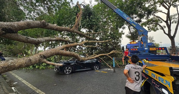 Gallery - Thunderstorms topple trees, injure worker, damage vehicles in northern Vietnam