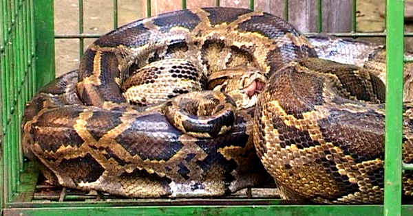 Python's Endangered Status Vietnam police save 3.5m endangered python