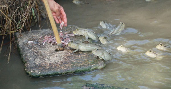 Legged fish a sought-after specialty in southern Vietnam