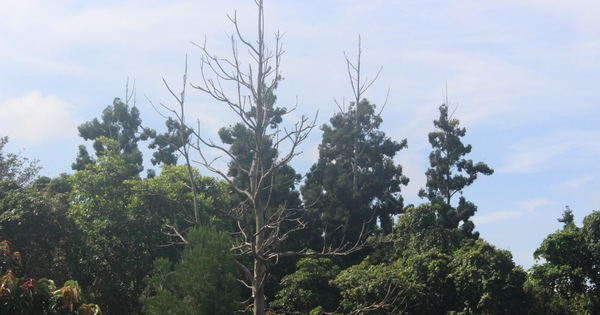 Những người canh giữ “báu vật” quốc gia