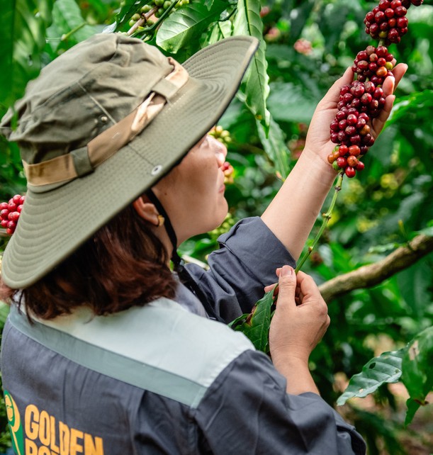 Ngành cà phê Việt tính chi 2 triệu USD cho chương trình quảng bá thương hiệu Robusta