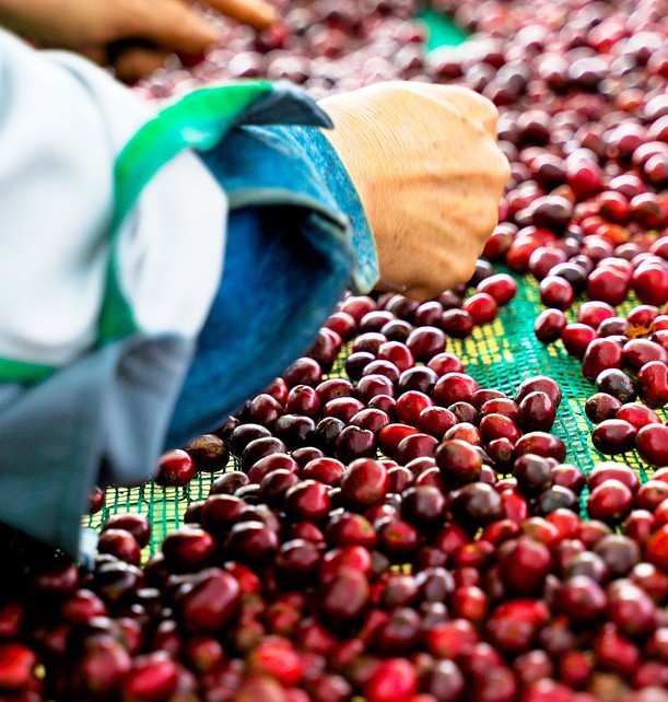 Nâng tầm Robusta Việt: Xây hạ tầng chung cho cả chuỗi, tại sao không?