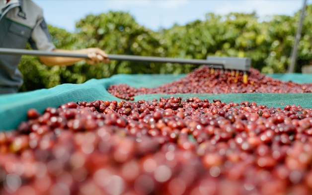 Liên kết nông hộ để giữ 'chuẩn' cà phê Robusta từ vườn