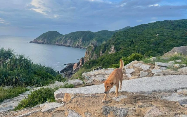 Chú chó vàng được đánh giá 5 sao trên Google Maps và câu chuyện về 'bạn dẫn đường đặc biệt'
