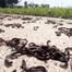  Rùng mình cảnh hàng ngàn con giun đất nằm chết la liệt trên vỉa hè ở Quảng Ngãi
